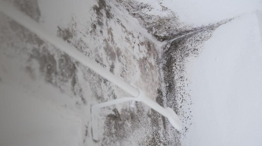 Why choose Zenith Renew for water damage restoration in Springfield